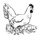 F�rgl�ggningsbilder höna med kycklingar
