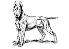 F�rgl�ggningsbilder hund - Bull Terrier