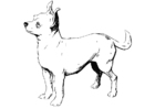 F�rgl�ggningsbilder hund - chihuahua