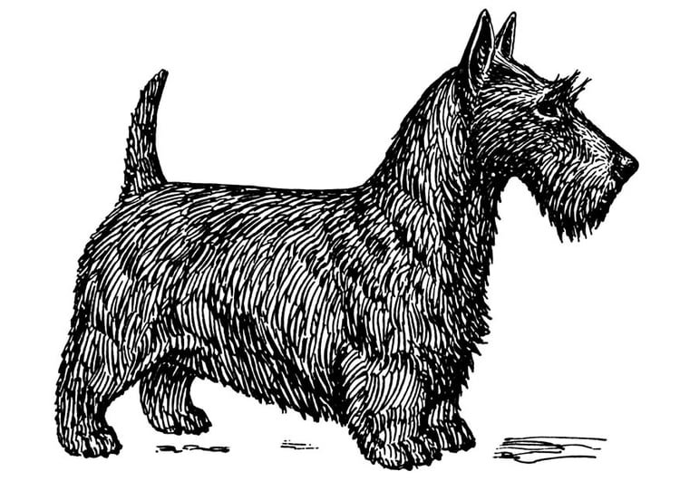 Målarbild hund - skotsk Terrier