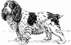 F�rgl�ggningsbilder hund - spaniel