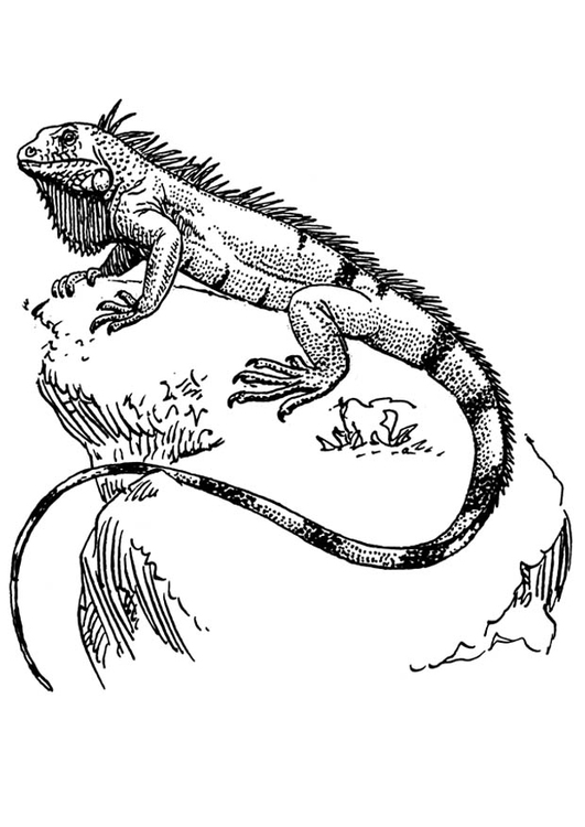 Målarbild iguana