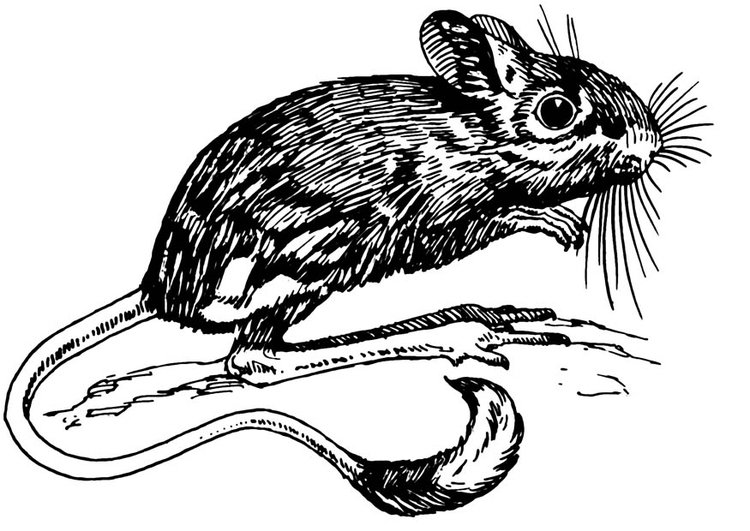 Målarbild jerboa - hoppande mus