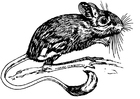 F�rgl�ggningsbilder jerboa - hoppande mus