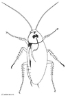 F�rgl�ggningsbilder kackerlacka