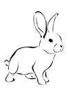 F�rgl�ggningsbilder kanin