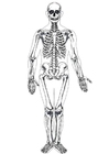 F�rgl�ggningsbilder människoskelett