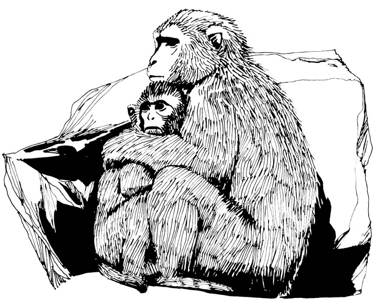 Målarbild makak - markatta