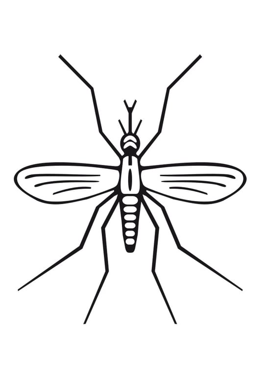 Målarbild mygga