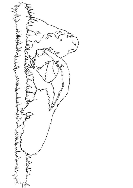 myrslok vid termitbo 