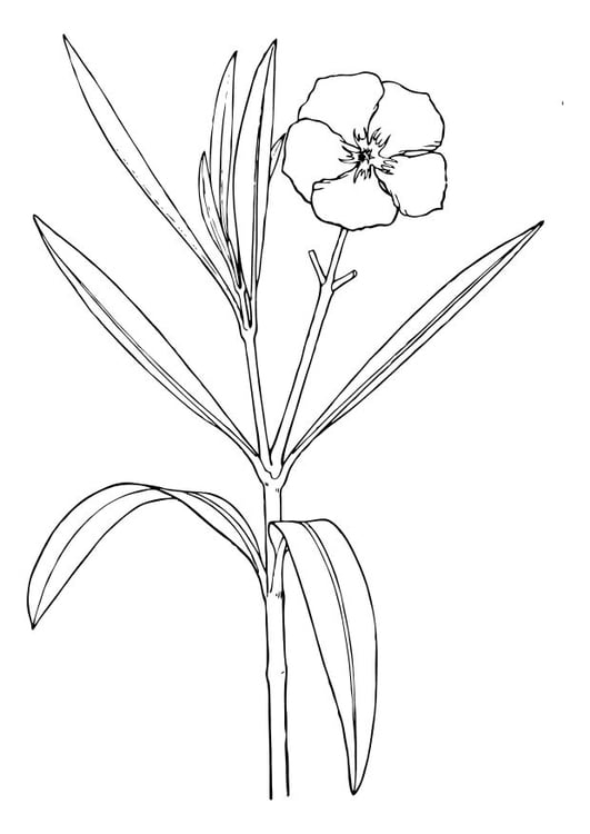 Målarbild oleander - blomma