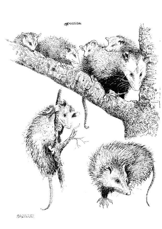 Målarbild opossum