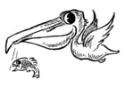 F�rgl�ggningsbilder pelikan med fisk