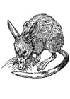 råtta - bandicoot - punggrävling