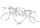 F�rgl�ggningsbilder skalbaggar som slåss