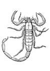 F�rgl�ggningsbilder skorpion