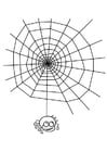 F�rgl�ggningsbilder spindelnät med spindel