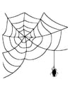 F�rgl�ggningsbilder spindelväv och spindel