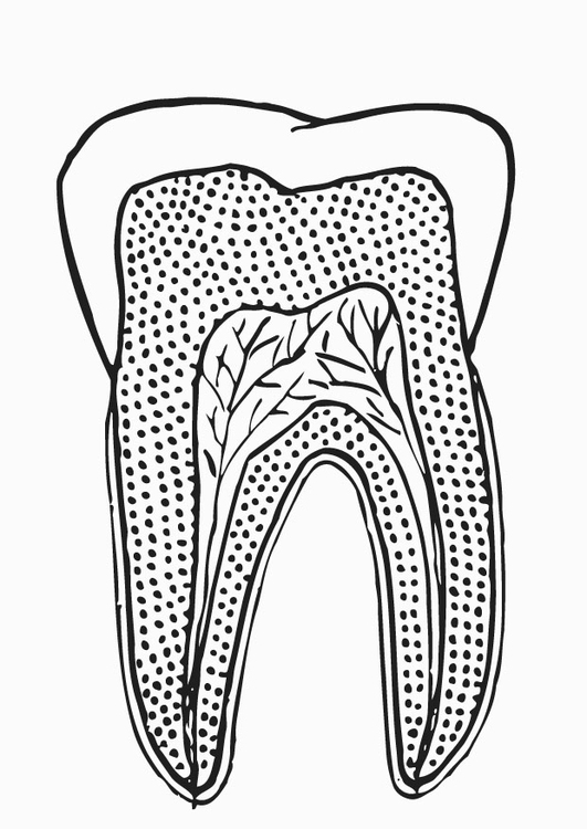 Målarbild tvÃ¤rsnitt av tand