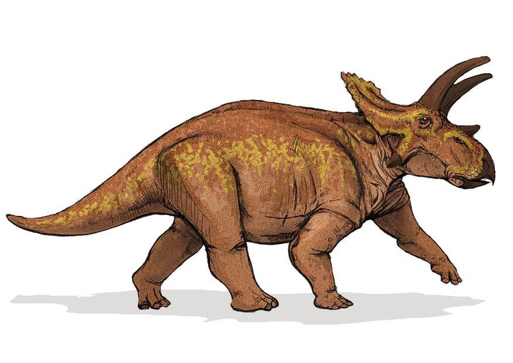 bild Anchiceratops dinosaurie