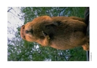 Foto bäver
