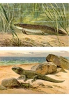 bild de första landdjuren