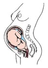 bild graviditet