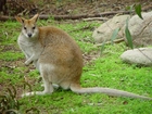 Foto känguru