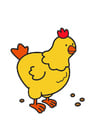 bild kyckling