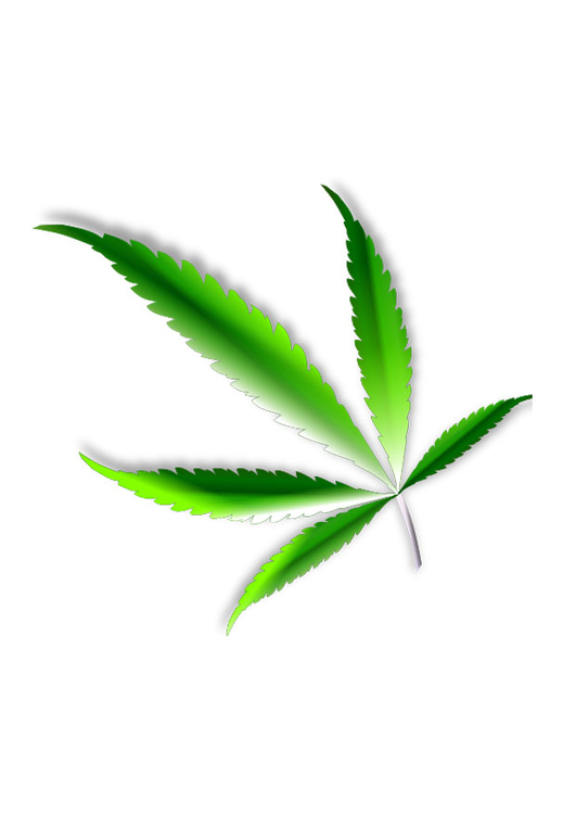 bild marijuana