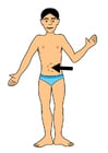bilder navel