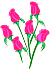 rosor