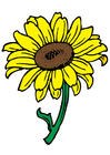 solros
