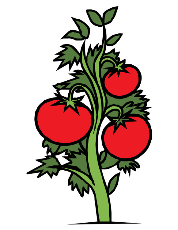 bild tomatplanta