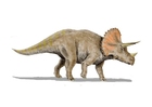 bild Triceratops