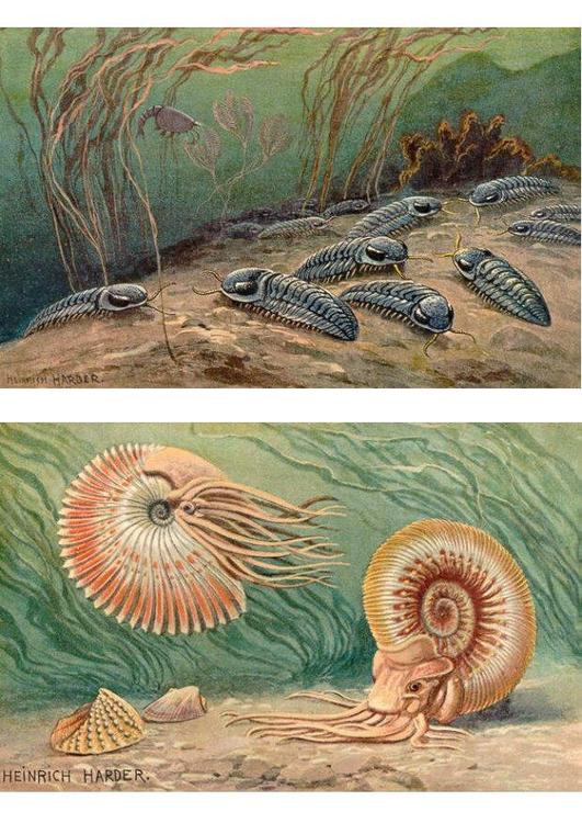 trilobiter och ammoniter