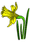 vild påsklilja