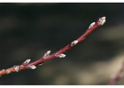 1. nektarinens knoppar - tidig vinter