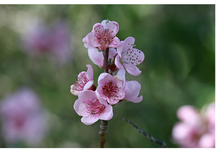 Foto 3. nektarin i blom - fÃ¶rsommar