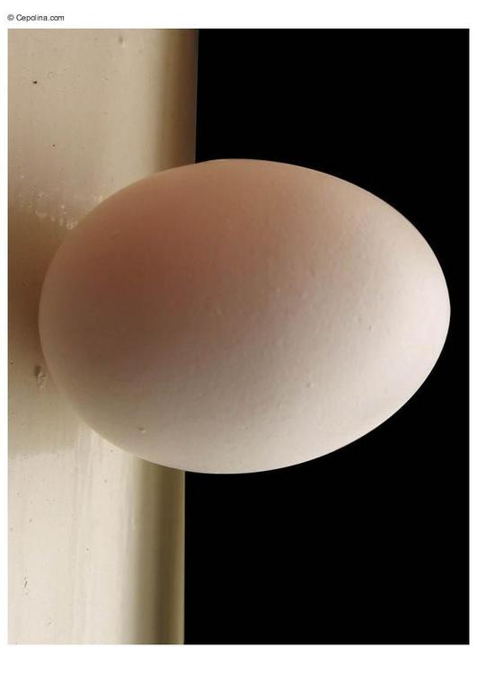 Ã¤gg