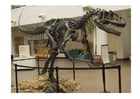 Allosaurus skalle
