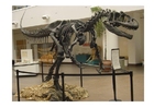 foto Allosaurus skalle