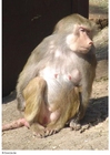 apa