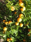 Foton apelsiner
