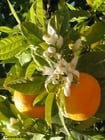 Foton apelsinträd i blom