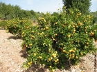 Foton apelsinträd