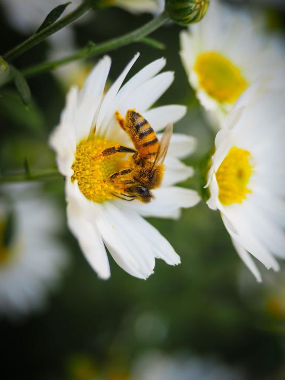 bi pÃ¥ blomma