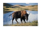 Foto bisonoxe