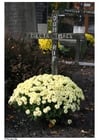 Foton blommor på kyrkogård