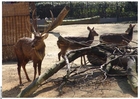 foto bock och hind
